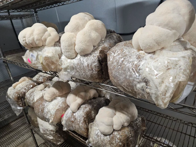 Mushrooms growing on shelves