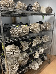 Oyster mushrooms on the shelf