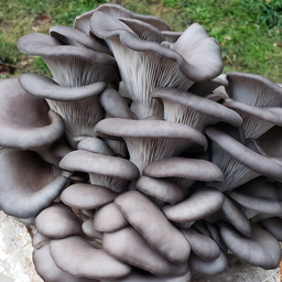Fresh oyster mushrooms