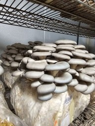 Chamber harvest